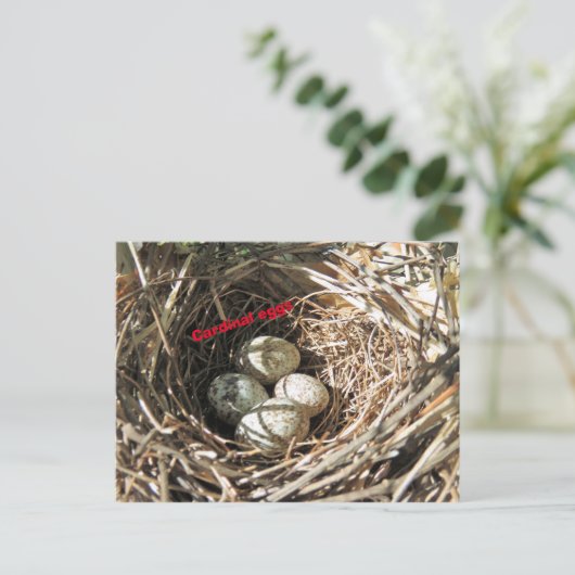 Kardinale eieren briefkaart (Staand voorkant)
