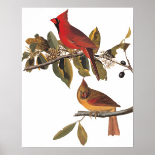 Kardinale Grosbeak-vogels in wilde amandelbomen Poster