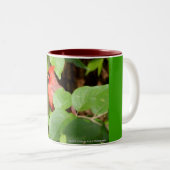 kardinale mok (Voorkant rechts)