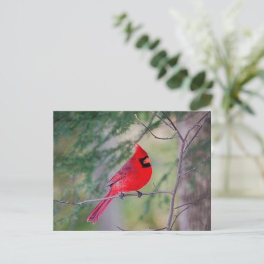 Kardinale Pose Briefkaart (Staand voorkant)