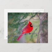 Kardinale Pose Briefkaart (Voorkant / Achterkant)