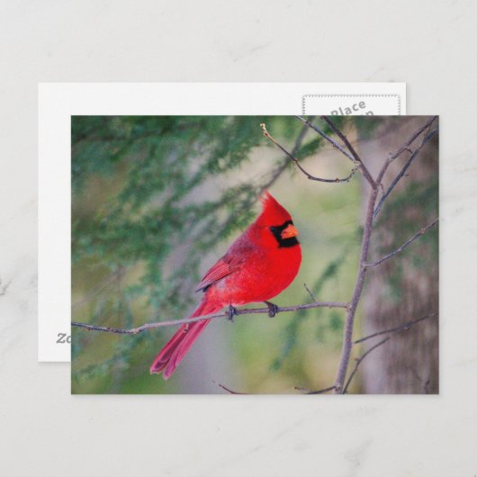 Kardinale Pose Briefkaart (Voorkant / Achterkant)