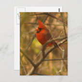 Kardinale postkaart (Voorkant / Achterkant)