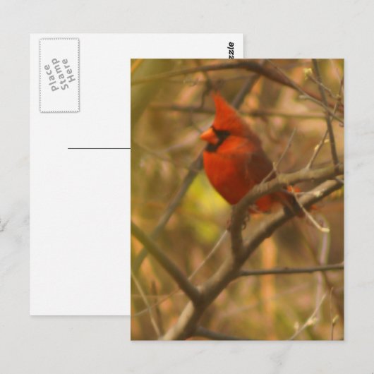 Kardinale postkaart (Voorkant / Achterkant)