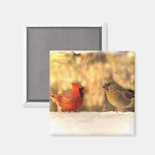 Kardinale vogels in het najaar van Magnet (Voorkant / Achterkant)