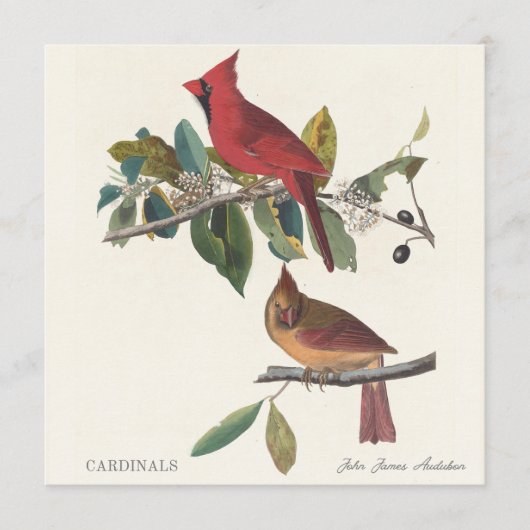 Kardinalen door John James Audubon (Voorkant)