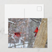 Kardinalen in de sneeuw briefkaart (Voorkant / Achterkant)