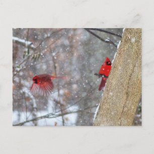 Kardinalen in de sneeuw briefkaart