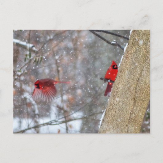Kardinalen in de sneeuw briefkaart (Voorkant)