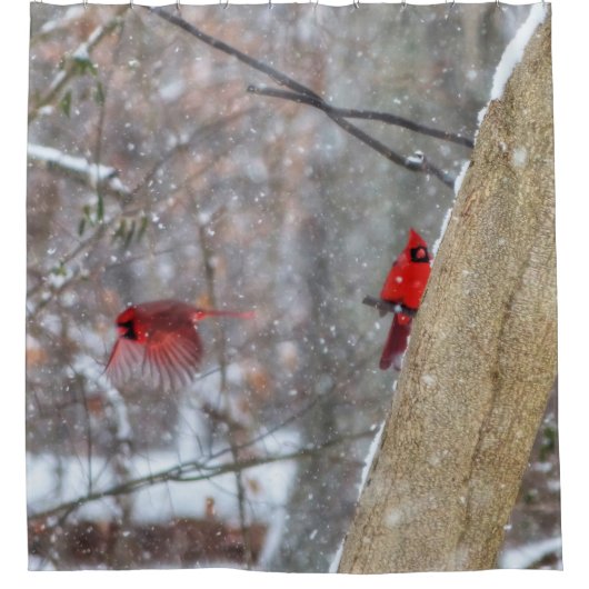 Kardinalen in de sneeuw douchegordijn (Voorkant)