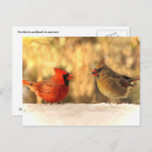 Kardinalen in het najaar van het Briefkaart (Voorkant / Achterkant)