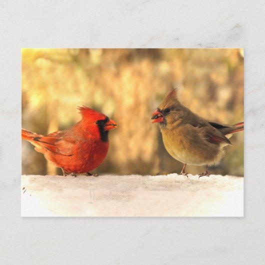 Kardinalen in het najaar van het Briefkaart (Voorkant)