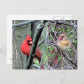 Kardinalen ( lente ) briefkaart (Voorkant / Achterkant)