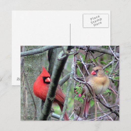 Kardinalen ( lente ) briefkaart (Voorkant / Achterkant)