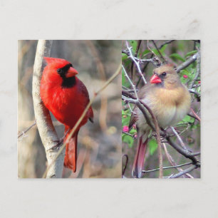 Kardinalen Natuur Briefkaart