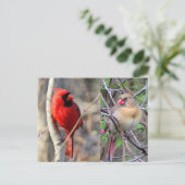 Kardinalen Natuur Briefkaart (Staand voorkant)
