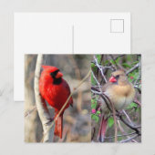 Kardinalen Natuur Briefkaart (Voorkant / Achterkant)