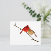 kardinalen op een bijkantoor briefkaart (Staand voorkant)