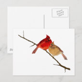 kardinalen op een bijkantoor briefkaart (Voorkant / Achterkant)