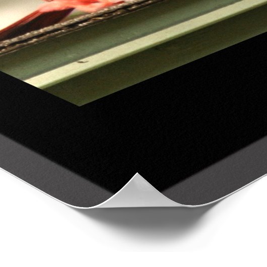 Kardinalen van Hawaï Poster (Hoek)