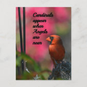 Kardinalen verschijnen wanneer engelen in de buurt briefkaart (Voorkant)