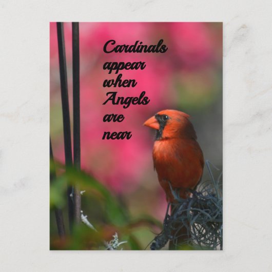 Kardinalen verschijnen wanneer engelen in de buurt briefkaart (Voorkant)