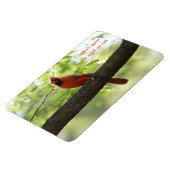 Kardinalen verschijnen wanneer engelen in de buurt magneet (Linkerzijde)