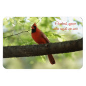 Kardinalen verschijnen wanneer engelen in de buurt magneet (Horizontaal)