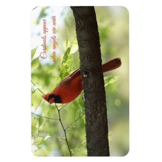 Kardinalen verschijnen wanneer engelen in de buurt magneet (Verticaal)