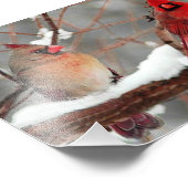 kardinalen voor mannetjes en vrouwen foto afdruk (Hoek)