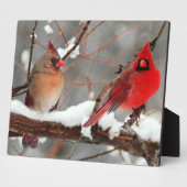 kardinalen voor mannetjes en vrouwen fotoplaat (Zijkant)