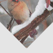 kardinalen voor mannetjes en vrouwen tissuepapier (Detail)