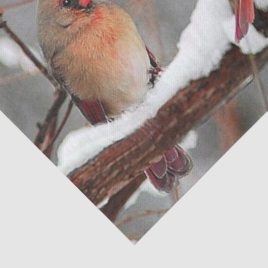 kardinalen voor mannetjes en vrouwen tissuepapier (Detail)
