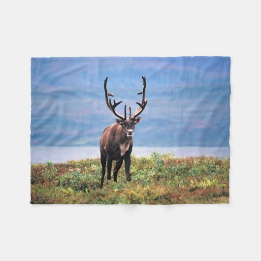 Kariboe of Rendier | Denali National Park, Alaska Fleece Deken (Voorkant (Horizontaal))