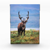 Kariboe of Rendier | Denali National Park, Alaska Fotoblokken (Voorkant)