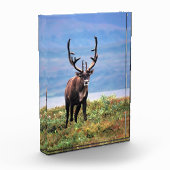 Kariboe of Rendier | Denali National Park, Alaska Fotoblokken (Links)