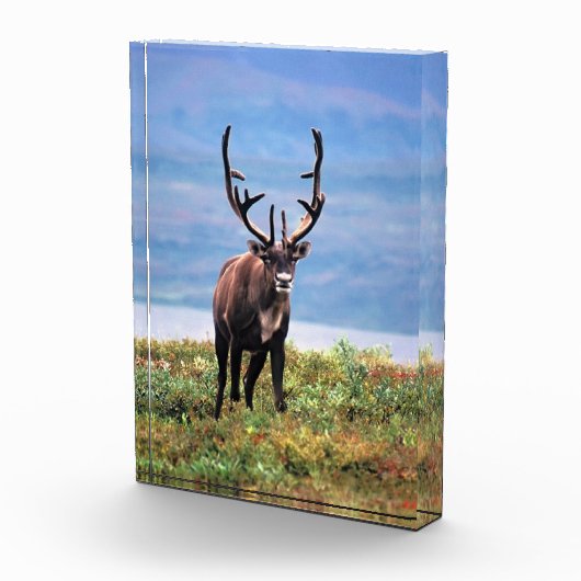 Kariboe of Rendier | Denali National Park, Alaska Fotoblokken (Rechts)