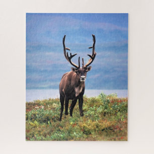 Kariboe of Rendier   Denali National Park, Alaska Legpuzzel