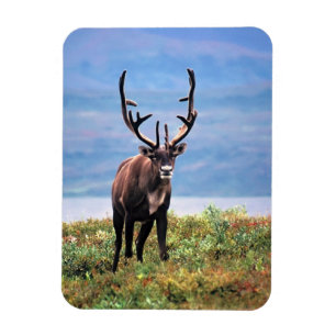 Kariboe of Rendier   Denali National Park, Alaska Magneet