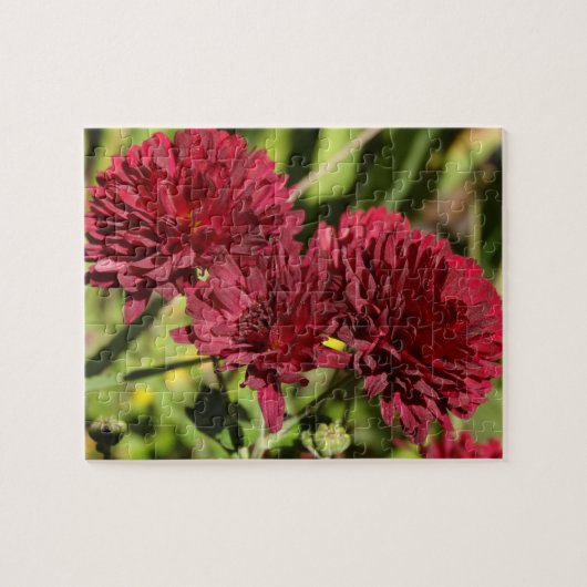 Karmozijnrode chrysanten legpuzzel (Horizontaal)