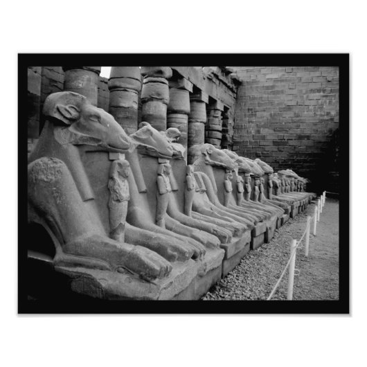 Karnak Temple Lions Foto Afdruk (Voorkant)