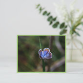 Karner Blue Butterfly Briefkaart (Staand voorkant)