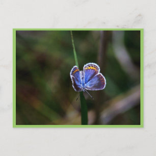 Karner Blue Butterfly Briefkaart
