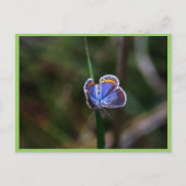 Karner Blue Butterfly Briefkaart (Voorkant)