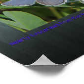 karner blue print (Hoek)