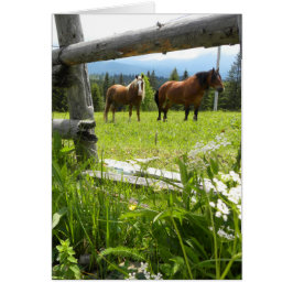 Karpatische bergen - Oekraïne