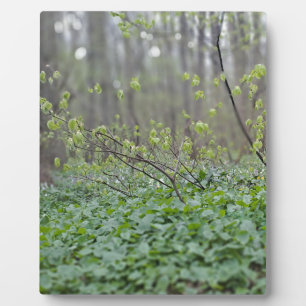 Karpatische Bosbodem Roemenië Natuurfotografie Fotoplaat