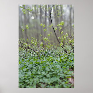 Karpatische Bosbodem Roemenië Natuurfotografie Poster