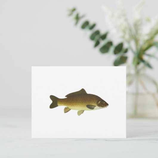 karper briefkaart (Staand voorkant)