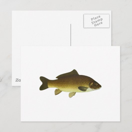 karper briefkaart (Voorkant / Achterkant)